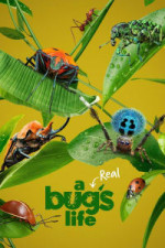 A Real Bug's Life - Season 1